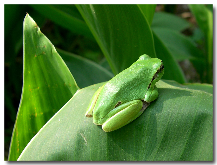 Hyla intermedia